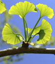 Ginkgo-webb